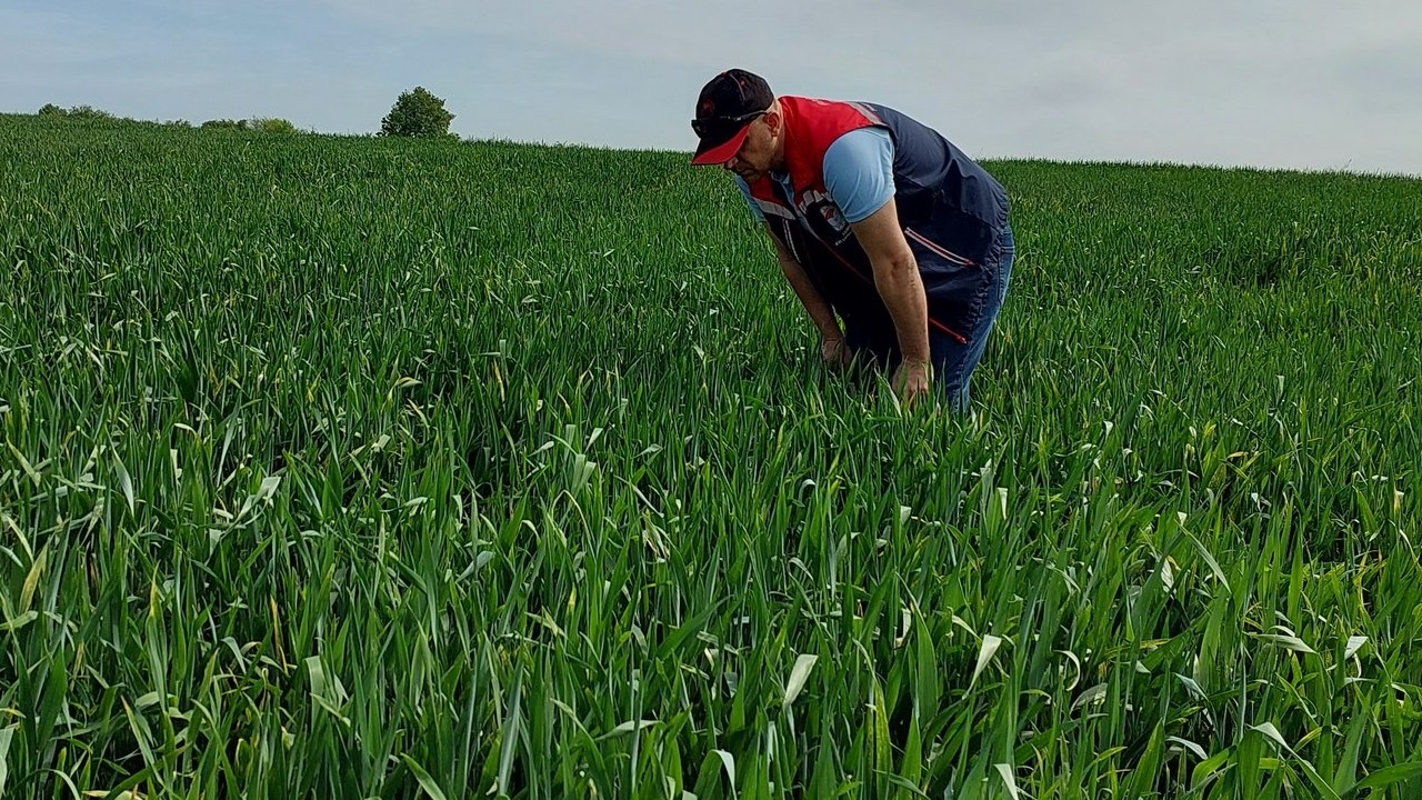 Keşan’da süne sürvey çalışmaları sürüyor