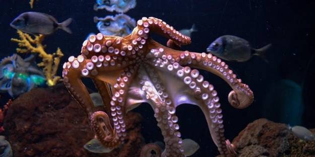 Keşfedildi! Dişi ahtapotlar, rahatsız eden erkeklere bakın ne yapıyor