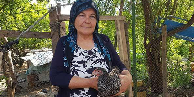 Keşfettiği yeni tavuk ırkına annesinin adını verdi
