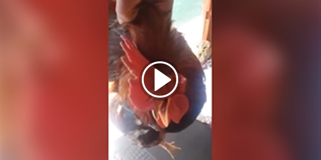 Kesileceğini anlayınca 'anne' diye bağıran horoz
