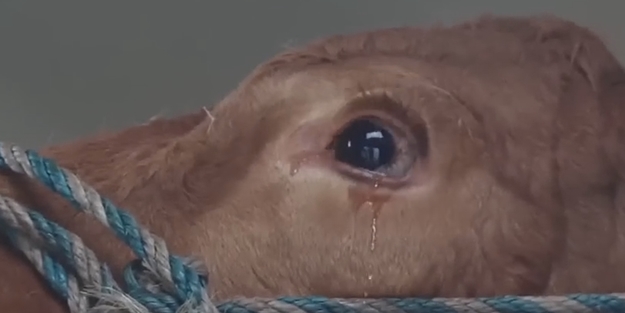 Dünya bu videoyu konuşuyor!