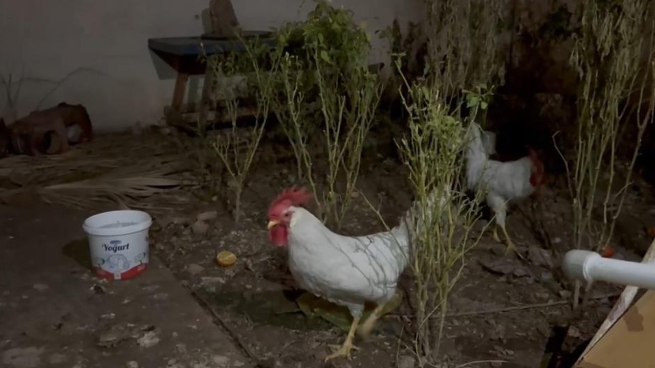 Kesilen tavuk, horozu dile getirdi