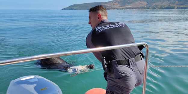 Kesilmekten kaçan manda Van Gölü'ne düştü