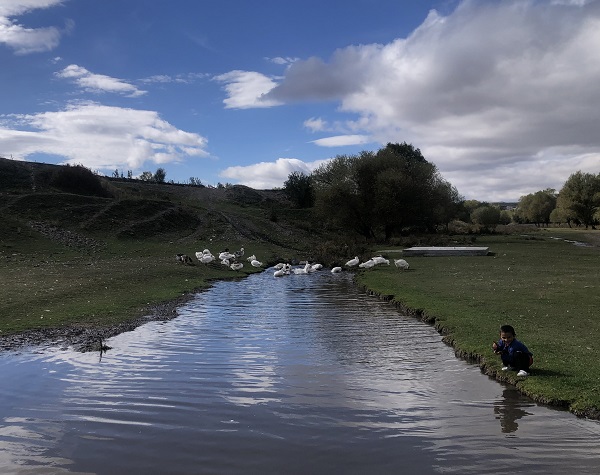 Kesim öncesi kazlar besiye böyle alındı
