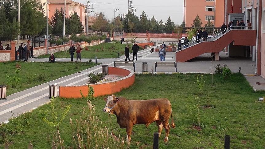 Kesimden kaçan dana adliye bahçesine girdi