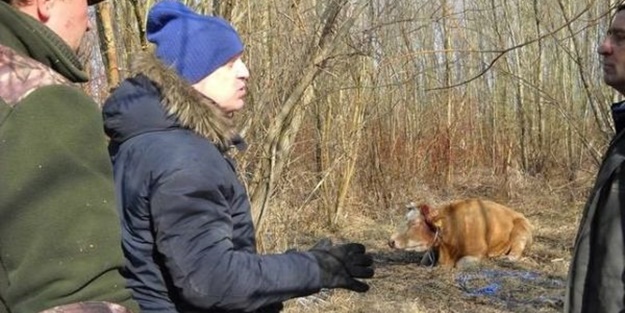 Kesimden kaçtı, stresten öldü!