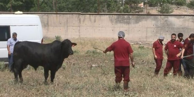Kesimhaneden kaçan boğa, ortalığı birbirine kattı! Kimse cesaret edemedi...
