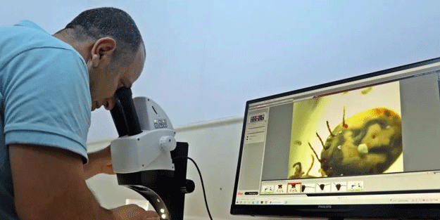 Kesinlikle dokunmayın! Vücudu uyuşturarak 1 defada 10 bin yumurta bırakabiliyor