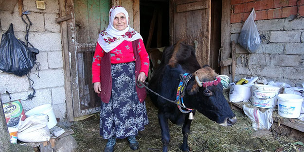 Kesmeye kıyamadıkları inek 35'ine geldi