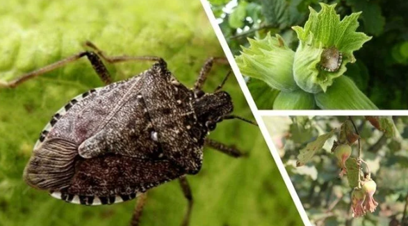 Kestane ağaçlarına öyle bir böcek dadandı ki… Karadeniz kokarca kokmaya başladı