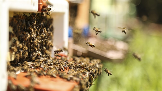 Kestane balı üreticinin yüzünü güldürdü