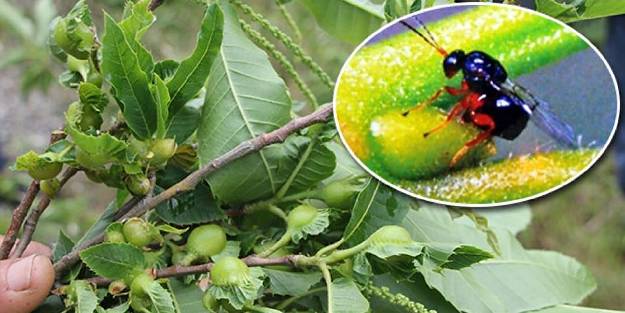 'Kestane Gal Arısı'nın Kamera İle Tespit' projesinde ilk sonuçlar