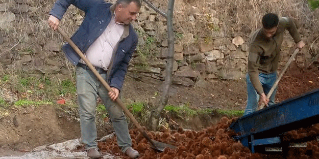 Kestanede bu yıl verim az kalite yüksek