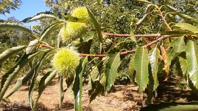 Kestanede hasat zamanı başladı