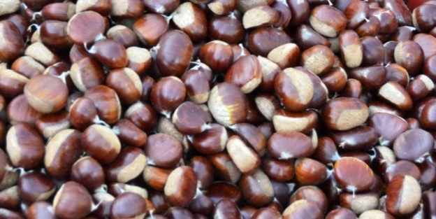 Kestaneye talep yoğun