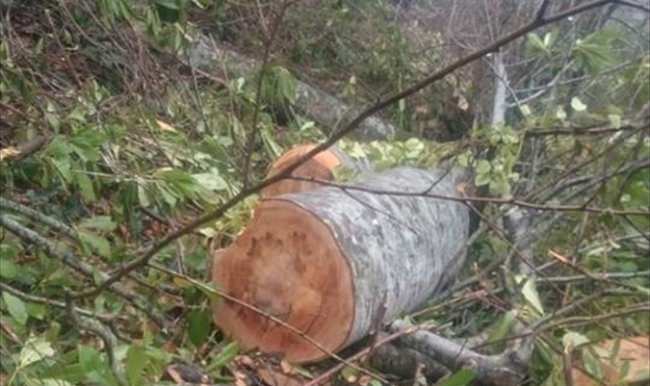 Kestiği ağacın altında kalan kişi yaralandı