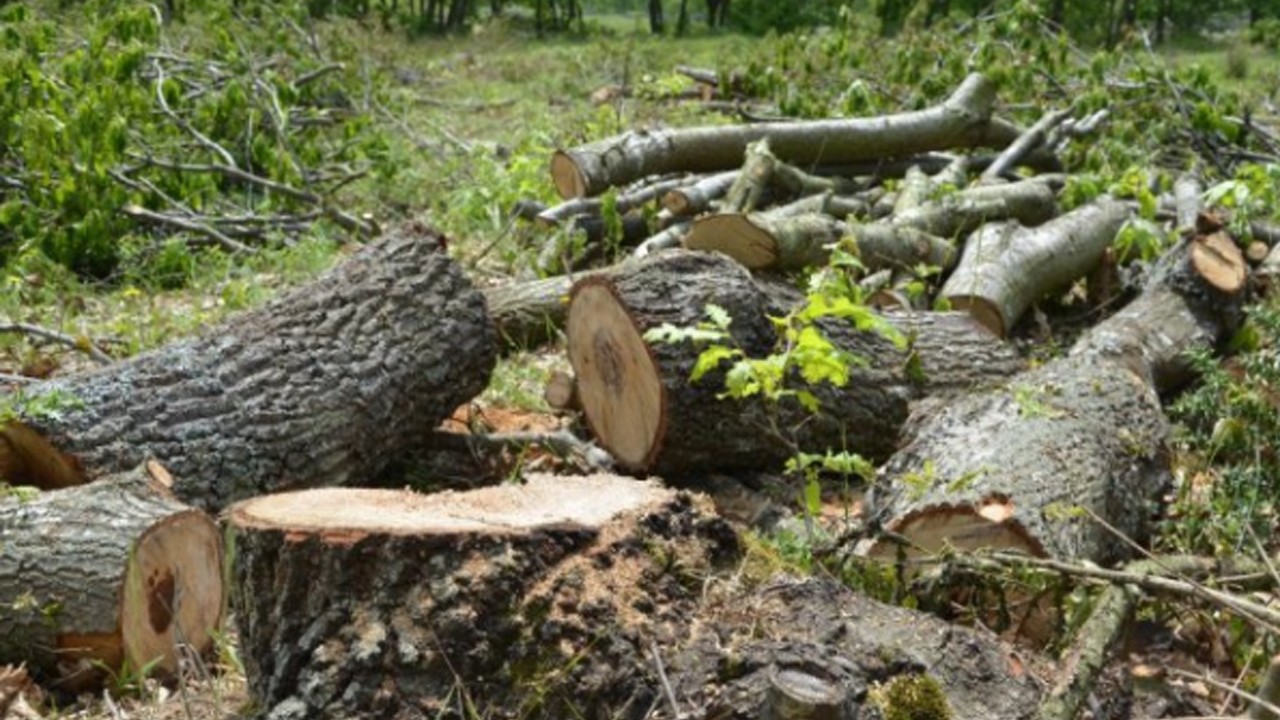 Kestiği ağacın altında kalarak can verdi