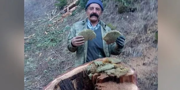 Kestiği ağacın içinden çıktı