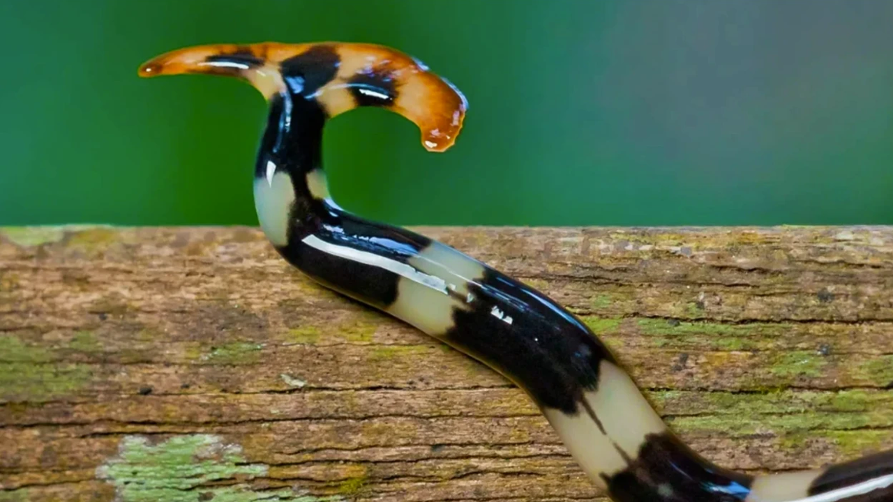 Kestikçe çoğalıyorlar: O ülkeyi et yiyen zehirli solucanlar istila etti!