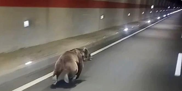 Kestirme olsun diye tünel kullanan ayı