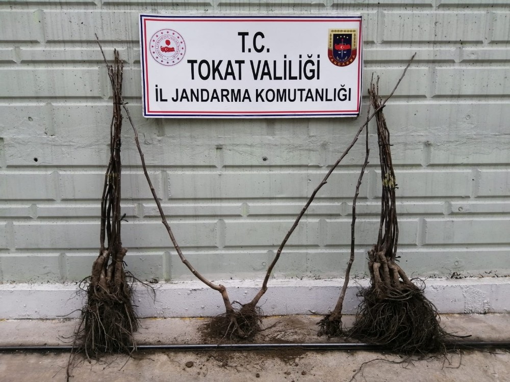 KGYS kayıtları incelenerek fidan hırsızı yakalandı 