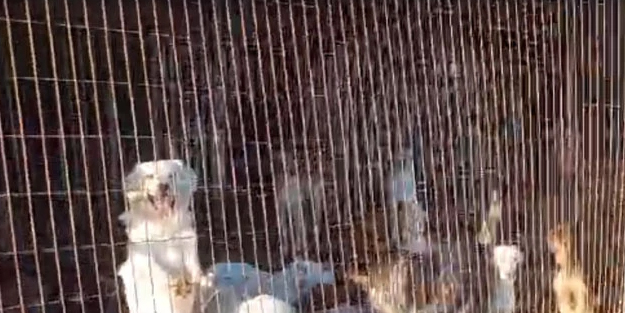 Kıbrıs şokta! Bizde barınak yok, rehabilite merkezi var diyerek Özçınar ilgili soruları cevapladı!