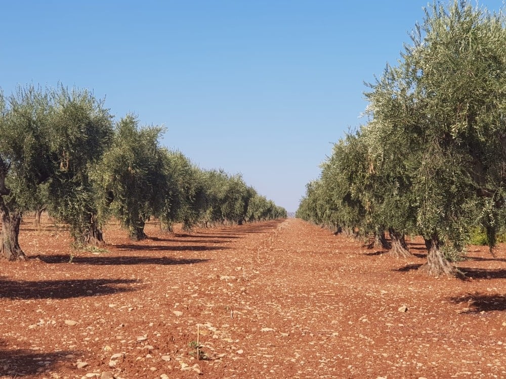 Kilis zeytinyağına altın madalya 