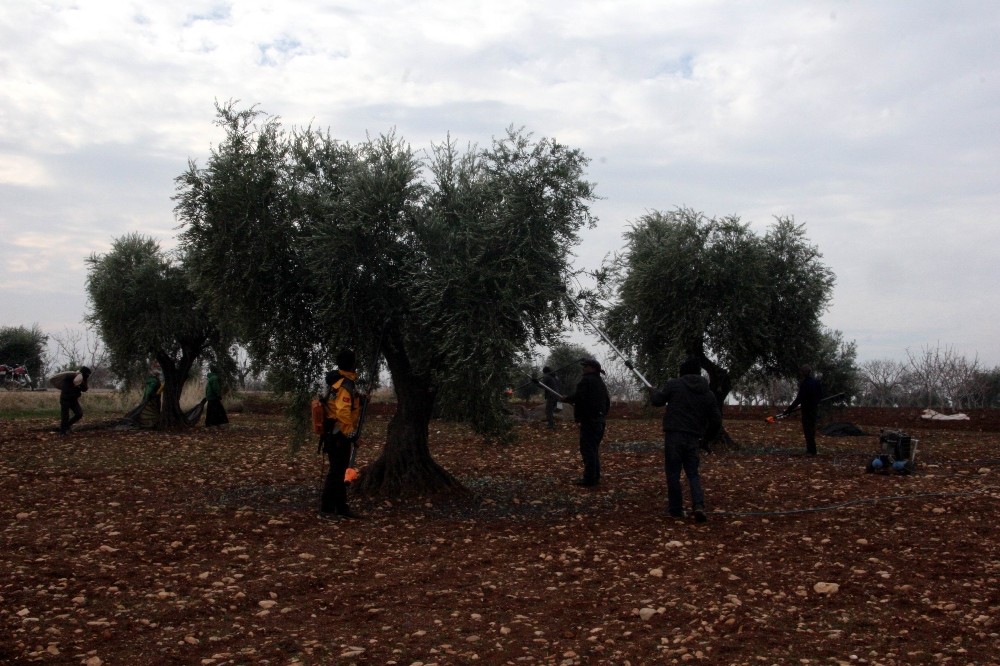 Kilis’tde zeytin hasadı tamamlandı 