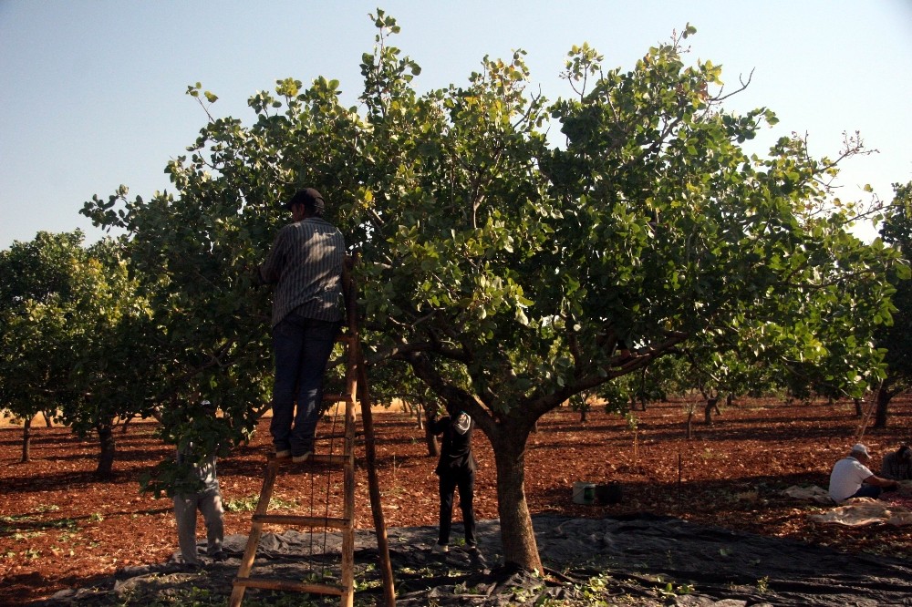 Kilis’te Antep fıstığı hasadı başladı 