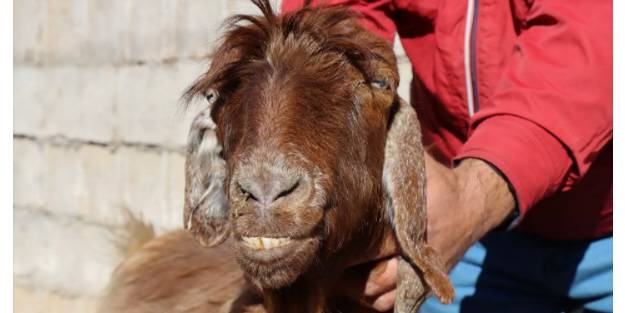 Kilis'te bir keçinin kulağında boynuz çıktı