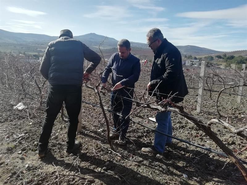 Kilis’te çiftçilere bağ budama teknikleri eğitimi 