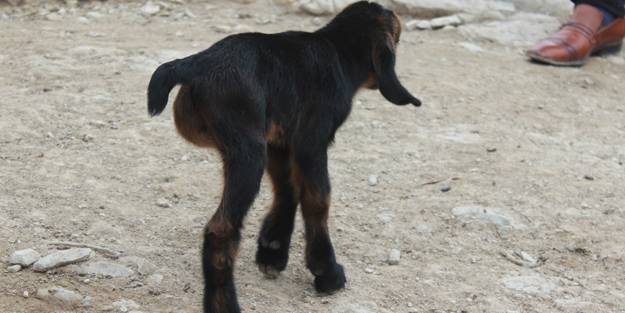 Kilis'te doğan 3 aylık oğlak hayrete düşürdü!