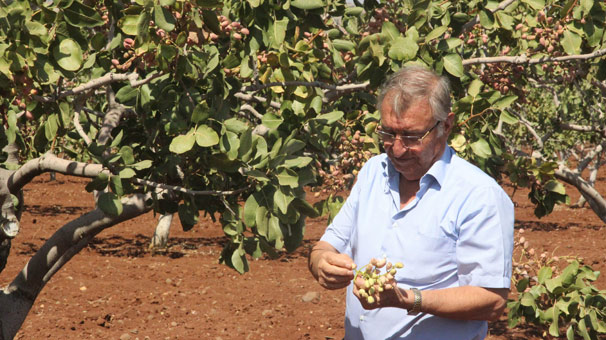 Kilis’te dünyada benzeri olmayan fıstık üretildi