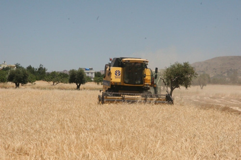 Kilis’te hububat hasadı başladı 