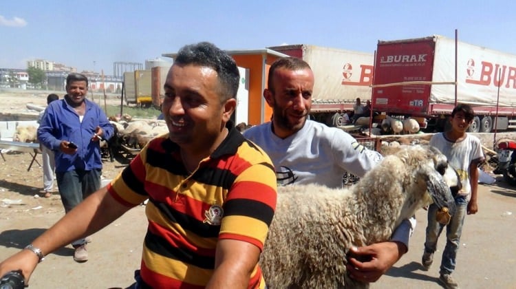Kilis’te kurbanlıklar motosikletle taşınıyor