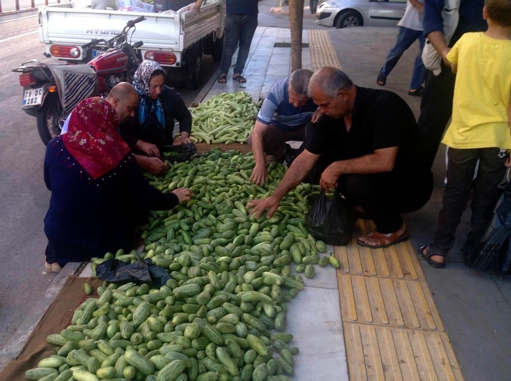 Kilis’te kurutmalık acur sezonu açıldı 
