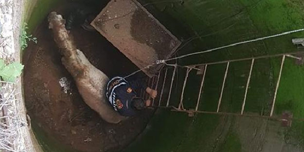 Kilis'te kuyuya düşen atı itfaiye kurtardı