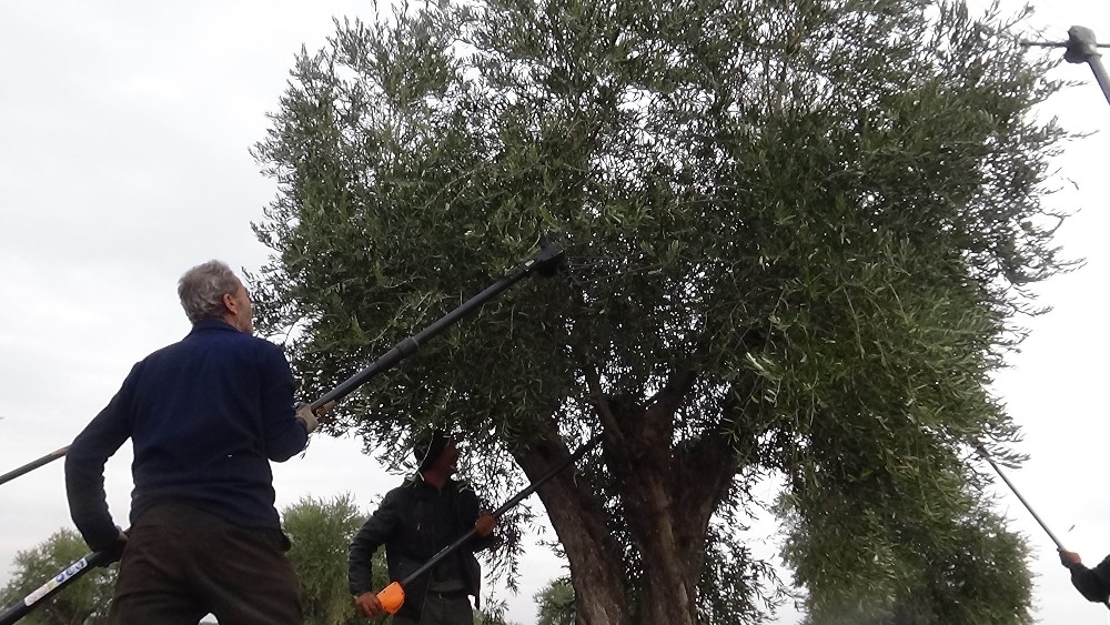Kilis’te zeytin hasadında sona gelindi 