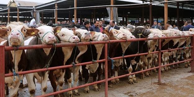 Kilo garantili kurban satışı caiz mi? Hisseli kurbanda hissedarlara belirli kiloda kurban vaadinde bulunmak caiz midir?