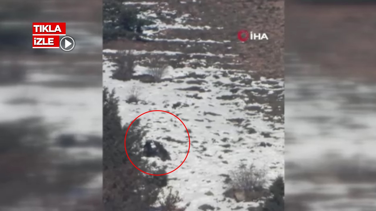 Kilometrelerce ilerden fark edildi! İki ayı birbiriyle bakın nasıl güreşti