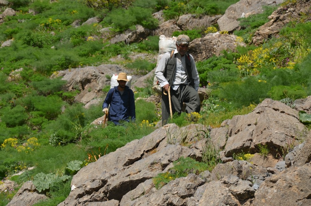 Kilometrelerce yol yürüyüp topladıkları pancarları satarak geçimlerini sağlıyorlar 