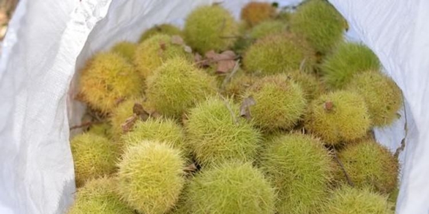 Kilosu 10 liraydı, 3 liraya düştü