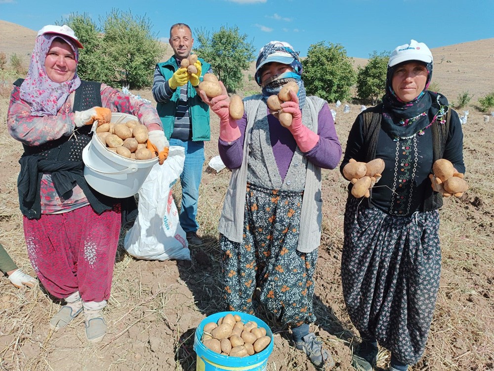 Kilosu 10-13 TL arasında değişiyor! Güneş ışığıyla lezzetlenen patates: Agria