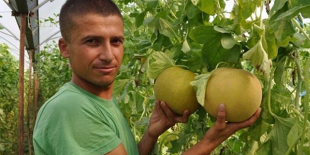 Kilosu 10 kuruşa geriledi, tarlada çürüyor