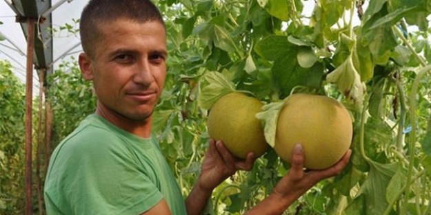 Kilosu 10 kuruş! Tarlada çürüyor