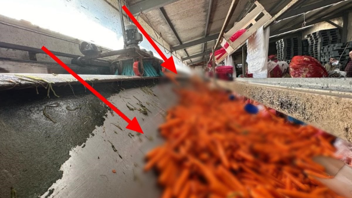 Kilosu 10 liradan satılıyor! Günde 20 ton kaldırıyorlar... Böylesi ne görüldü, ne duyuldu