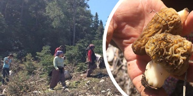 Kilosu 100 lira! Servet kazandırıyor