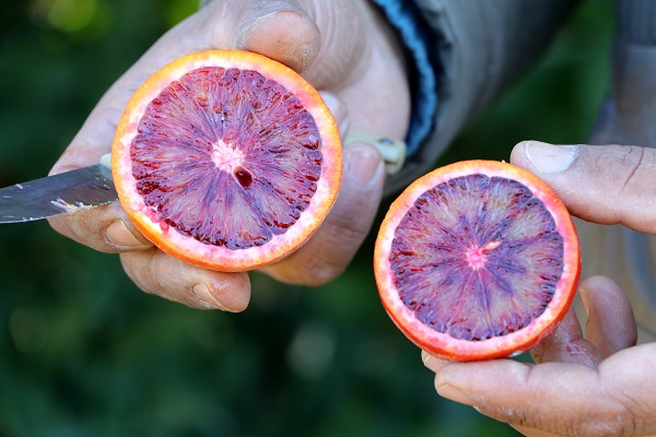 Kilosu 12 lira, yurt dışından talep yoğun! Bu portakaldan kan damlıyor