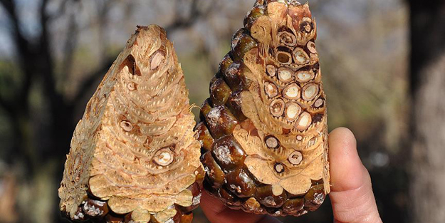 Kilosu 130 lira ama yetiştiricisi...