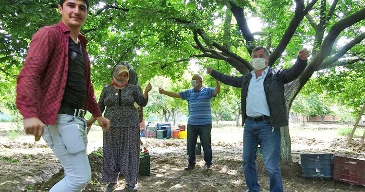 Kilosu 150 dolardan ihracatına başlandı: İlk hasat yapıldı
